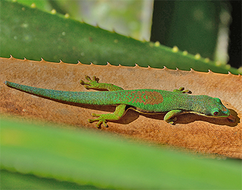 Gecko sp.