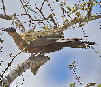 Giant Coua