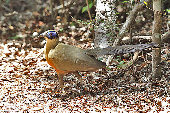 Giant Coua