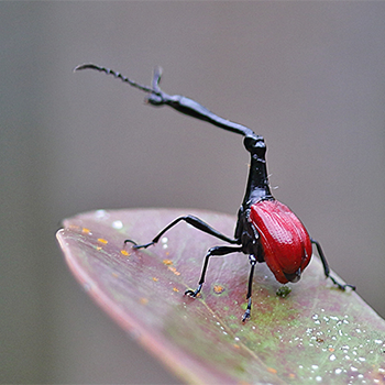Giraffe Weevil