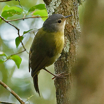 Grey-crowned Tetraka