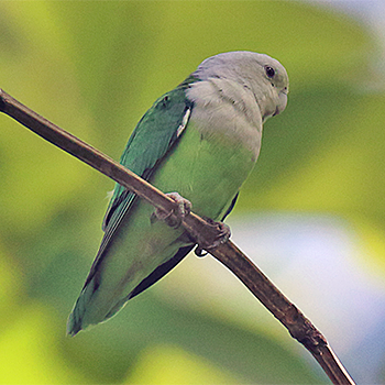 Grey-headed Lovebird