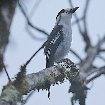 Hook-billed Vanga