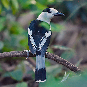 Hook-billed Vanga