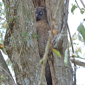 Hubbard's Sportive Lemur