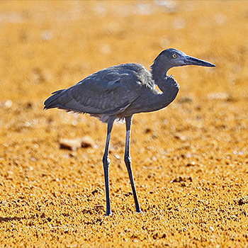 Humblot's Heron
