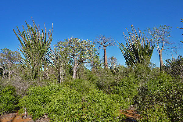 Ifaty Spiny Forest