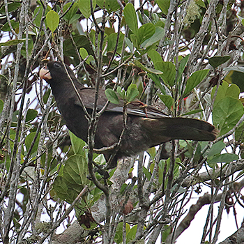 Lesser Vasa Parrot