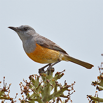 Littoral Rock-thrush