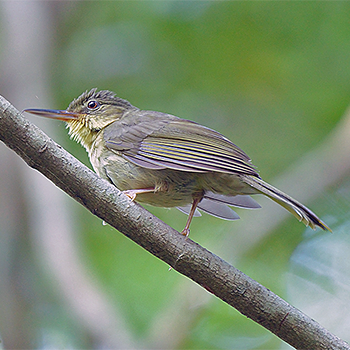 Long-billed Bernieria