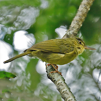 Long-billed Bernieria