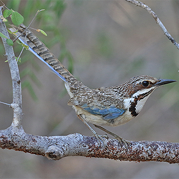 Long-tailed Ground-roller