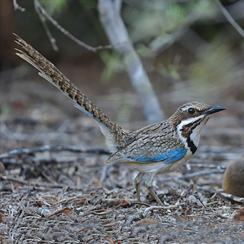 Long-tailed Ground-roller