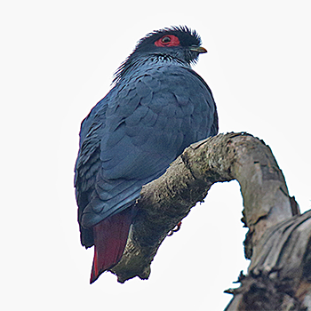 Madagascar Blue-pigeon