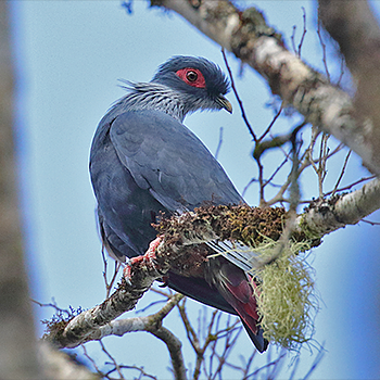 Madagascar Blue-pigeon