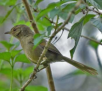 Madagascar Brush-warbler