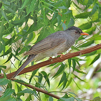 Madagascar Bulbul