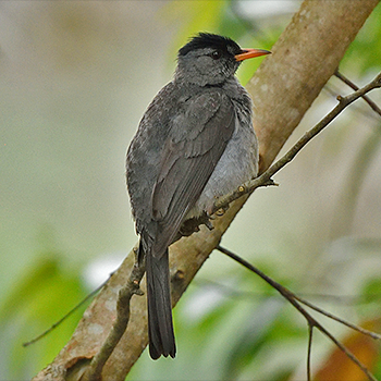 Madagascar Bulbul