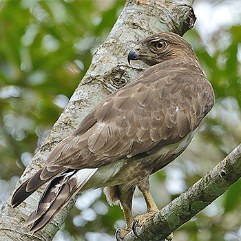 Madagascar Buzzard