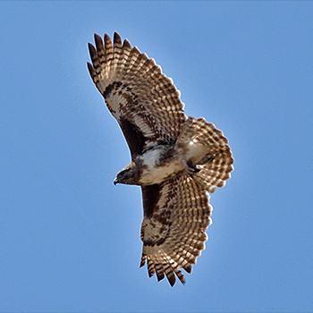 Madagascar Buzzard
