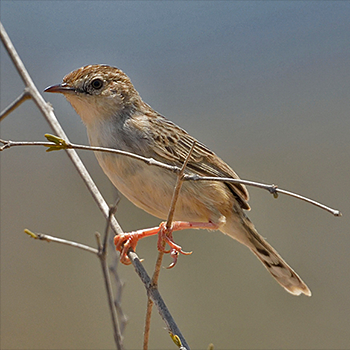 Madagascar Cisticola