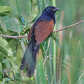 Madagascar Coucal
