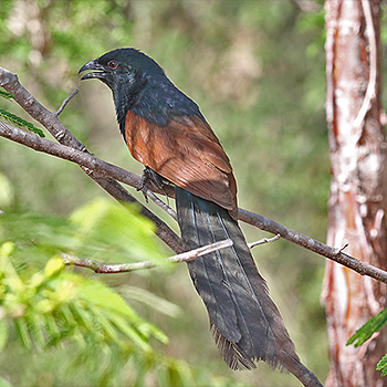 Madagascar Coucal