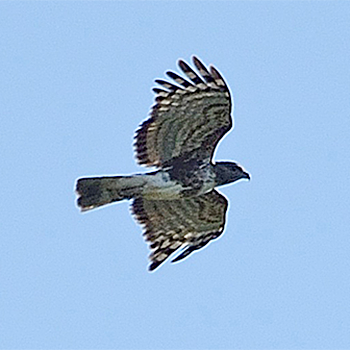Madagascar Cuckoo-hawk