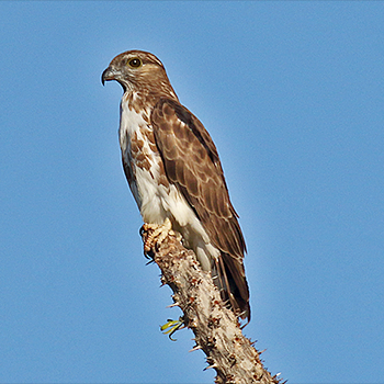 Madagascar Cuckoo-hawk
