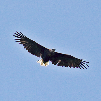 Madagascar Fish-eagle