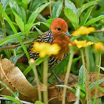 Madagascar Flufftail