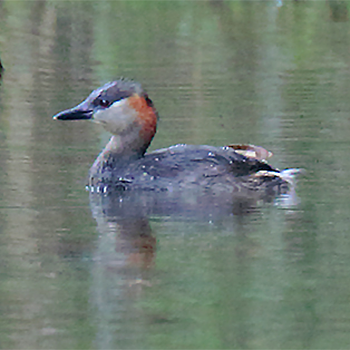 Madagascar Grebe