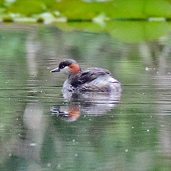 Madagascar Grebe