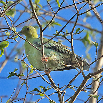 Madagascar Green-pigeon