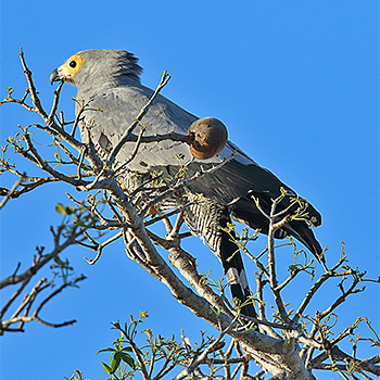 Madagascar Harrier-hawk