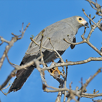 Madagascar Harrier-hawk