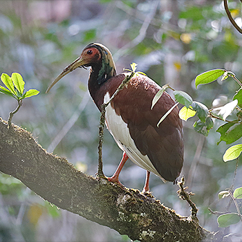 Madagascar Ibis