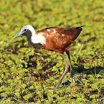 Madagascar Jacana