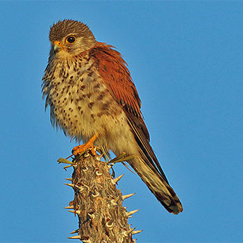 Madagascar Kestrel