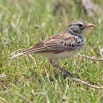 Madagascar Lark