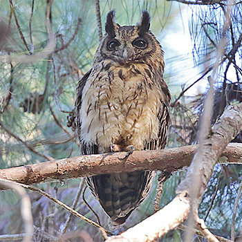 Madagascar Owl