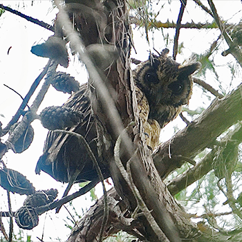 Madagascar Owl