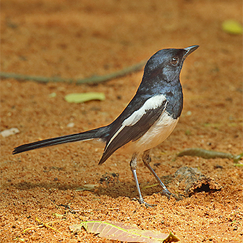 Madagascar Magpie-robin
