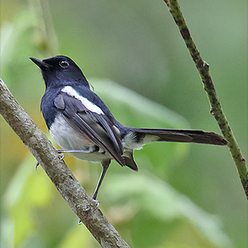Madagascar Magpie-robin