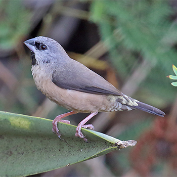 Madagascar Munia