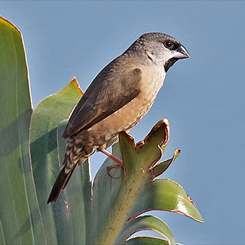 Madagascar Munia
