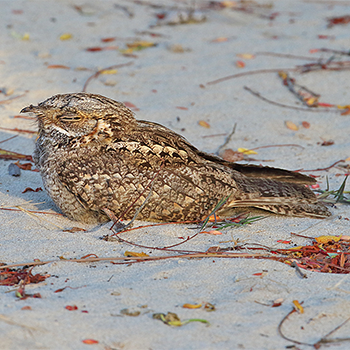 Madagascar Nightjar