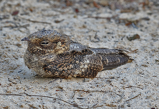 Madagascar Nightjar