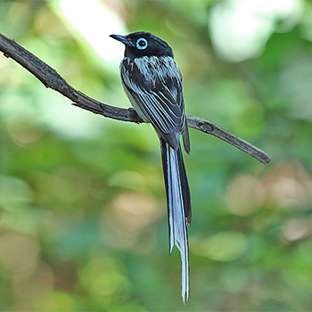 Madagascar Paradise-flycatcher