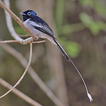 Madagascar Paradise-flycatcher